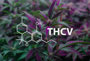 Cannabis THCV Image