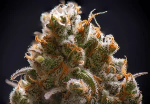 Craft Cannabis
