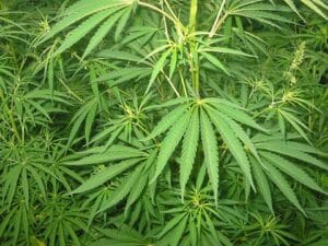 Landrace Cannabis Strains